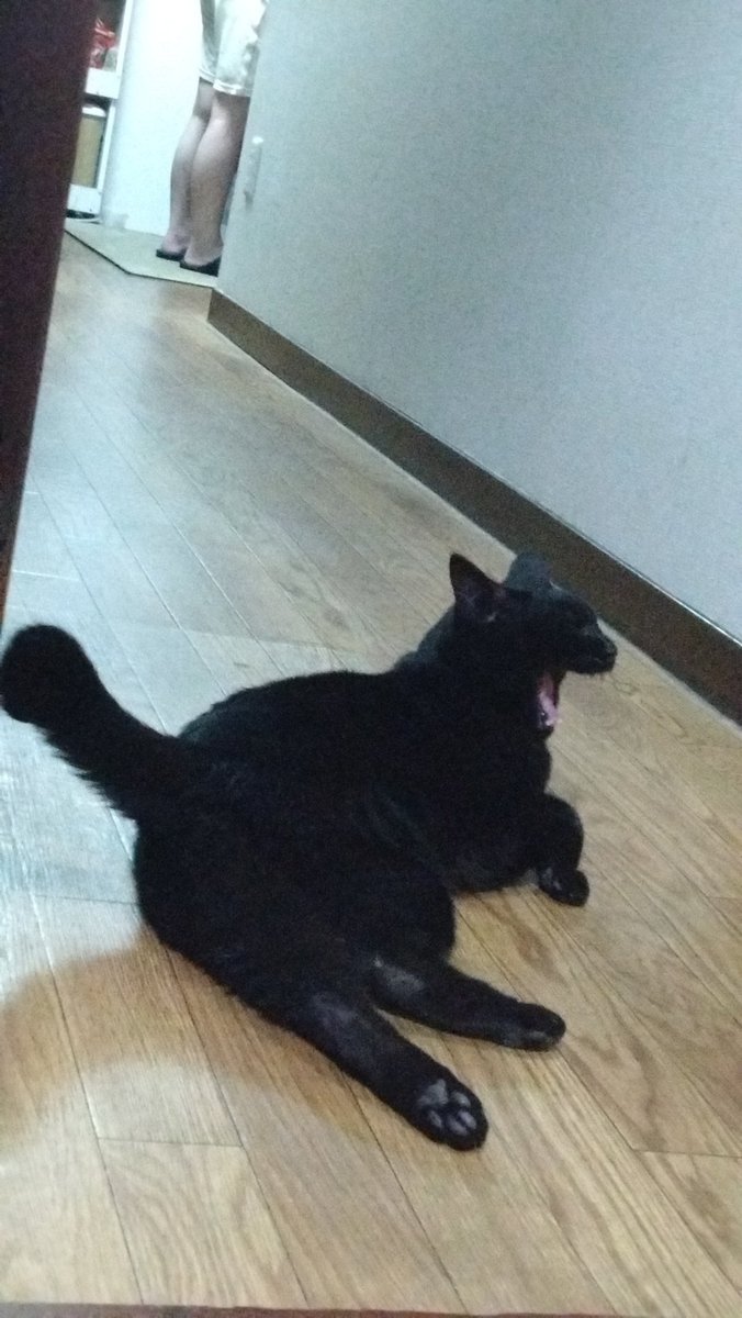 rundam's tweet photo. 今日と昨日のラムネ
#黒猫　#古本屋 https://t.co/dchn54nBTm