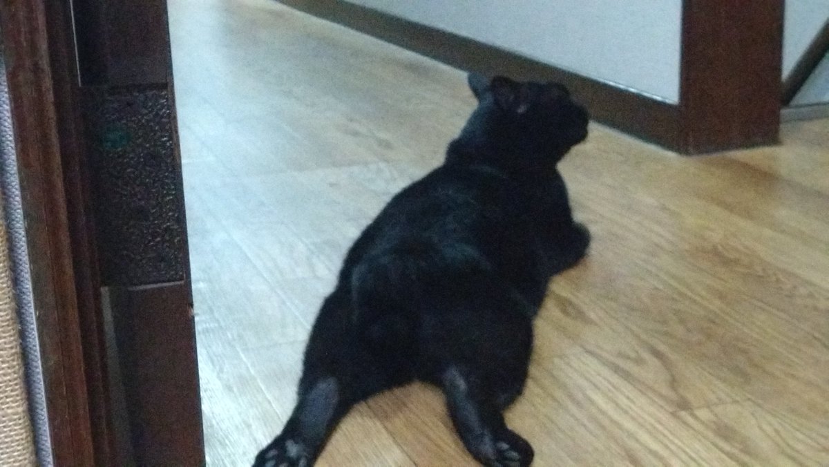rundam's tweet photo. 今日と昨日のラムネ
#黒猫　#古本屋 https://t.co/dchn54nBTm