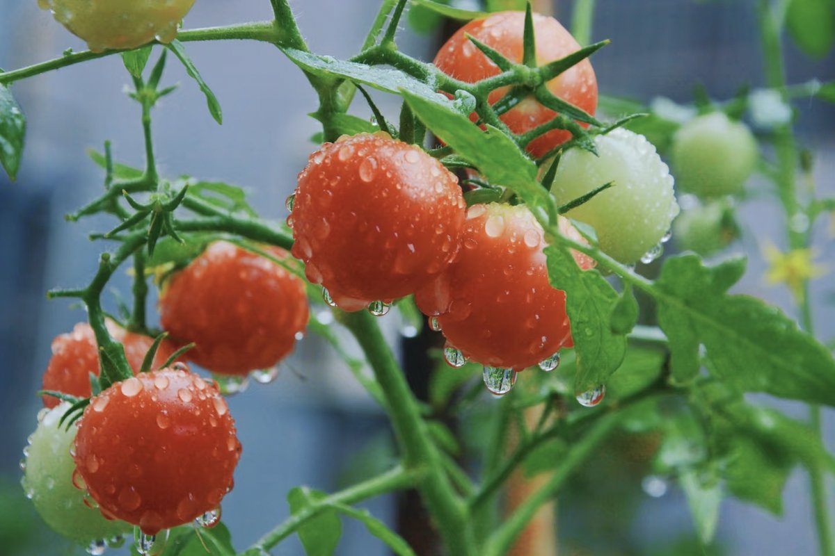 sandrareginabae's tweet photo. Fresh local cherry tomatoes u0026 organic baby spinach in stock! Grab them for your salad tonight—super crisp u0026 tasty. https://t.co/3OGDnOAbGc
