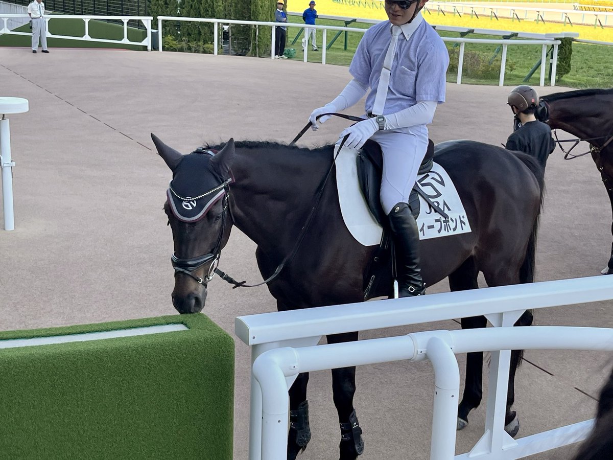 hittan07's tweet photo. 本日は京都競馬場に午後から行って来ました。久しぶりにディープボンドの姿を見ました🐎暑い中ご苦労様です、と思いました🫠 https://t.co/ccuhN2Kw8Y
