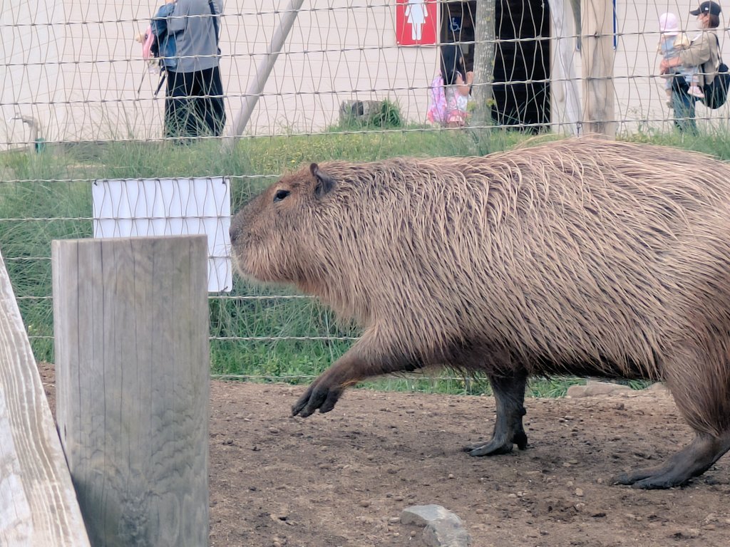 kl_sp1's tweet photo. 今日はカピバラさんに会ってきた https://t.co/UdvxSTtg0Y