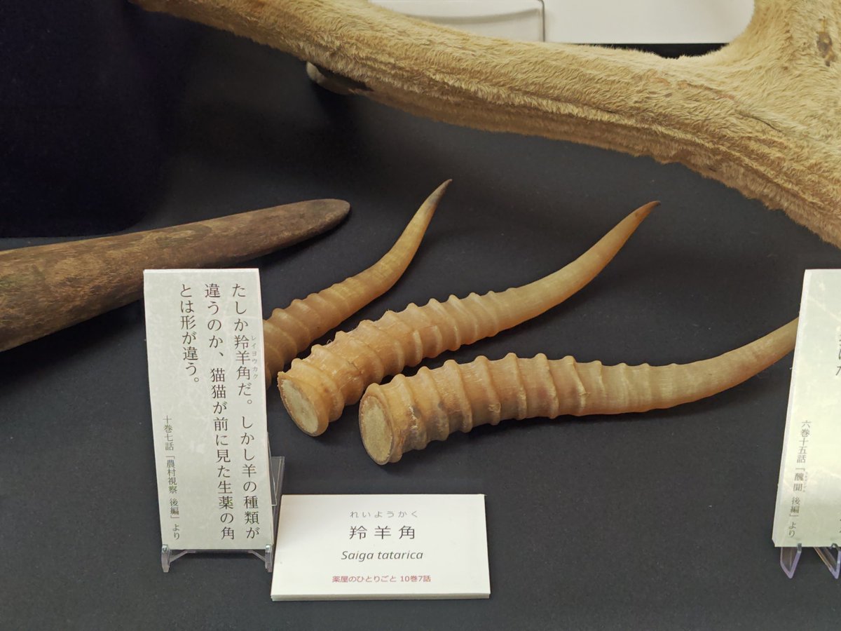 kurooribe's tweet photo. 千葉県立中央博物館「生薬 〜自然からの恵み〜」。ずらりと並ぶ植物、動物、鉱物の標本群に、よき薬を求める人類の飽くなき欲望と積み重ねられた叡智の一端を見た。よくぞそれを効能を見極めるまで試した…と驚く品々ばかり。本草学・博物学好きにたまらん内容でとてもおもしろい。こういう展示好き。 https://t.co/d19CummmLN