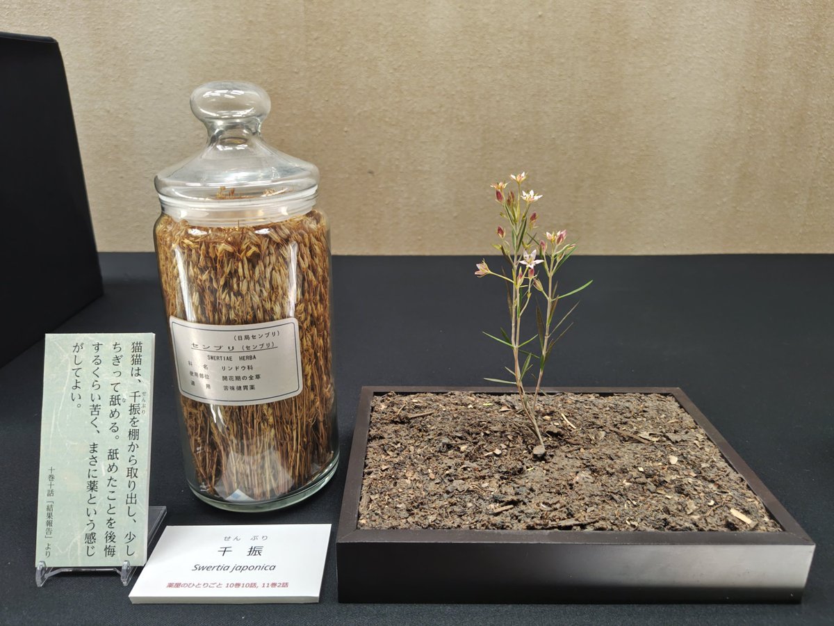 kurooribe's tweet photo. 千葉県立中央博物館「生薬 〜自然からの恵み〜」。ずらりと並ぶ植物、動物、鉱物の標本群に、よき薬を求める人類の飽くなき欲望と積み重ねられた叡智の一端を見た。よくぞそれを効能を見極めるまで試した…と驚く品々ばかり。本草学・博物学好きにたまらん内容でとてもおもしろい。こういう展示好き。 https://t.co/d19CummmLN