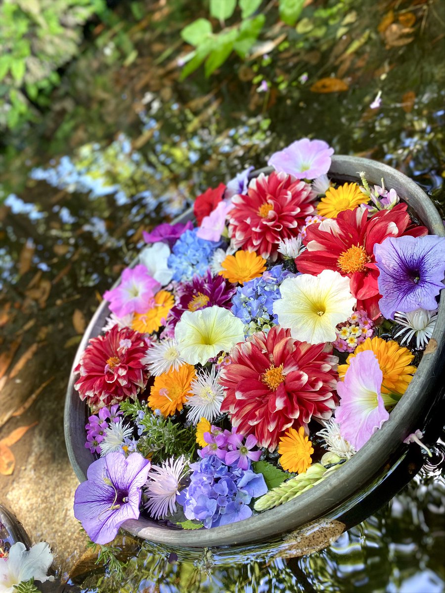 chutoroosush1's tweet photo. きれ〜なお花はぎのさんと見たい♩ https://t.co/JwxoJvj3tQ