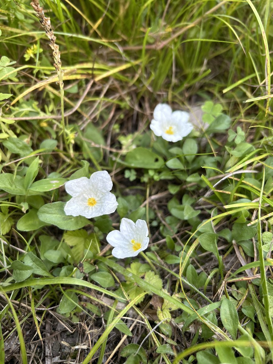 terumiweb's tweet photo. 昨日のお庭。銀杯草が咲いていて嬉しいな。柏葉紫陽花もきれい〜。みぃこのお花畑のところにもお花が咲いています。近くには紫陽花が。色づくのはこれから〜。
#銀杯草 #柏葉紫陽花 #紫陽花 https://t.co/t0IUrtwCWw
