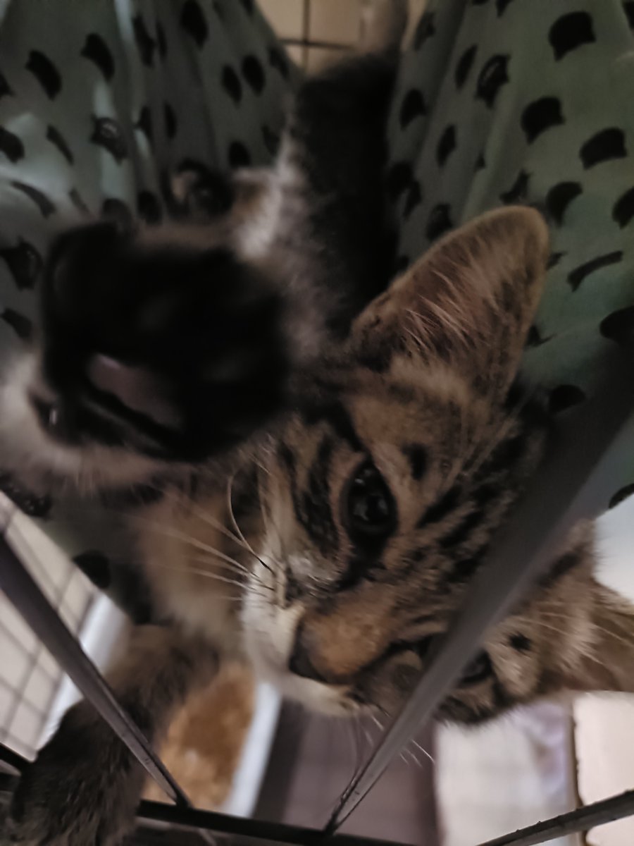SHIRASUNPA's tweet photo. タロニャンタさんさんのところ、子猫がわらわらし始めました😱 https://t.co/5MaCmsbMqG