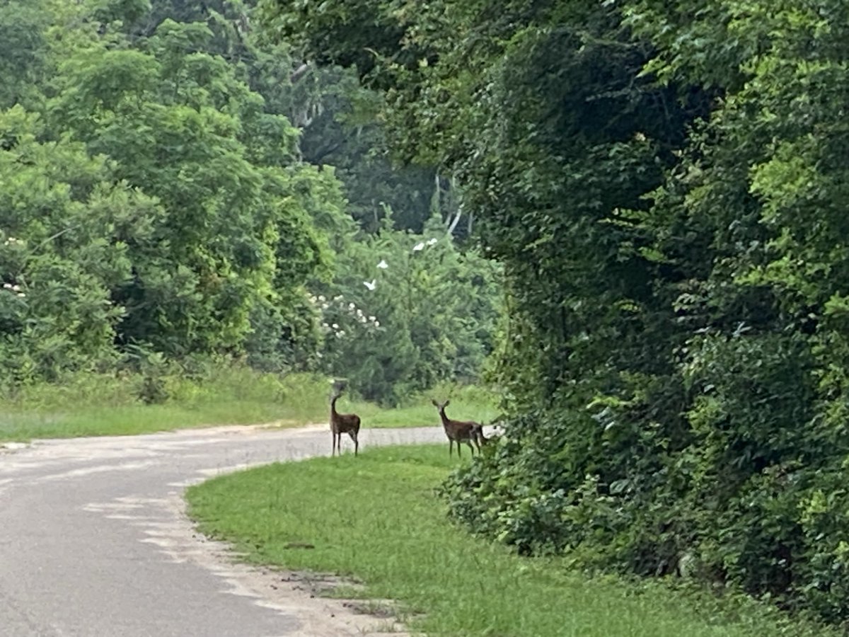 ngpope's tweet photo. On my morning walk https://t.co/XSK7lyaOgp