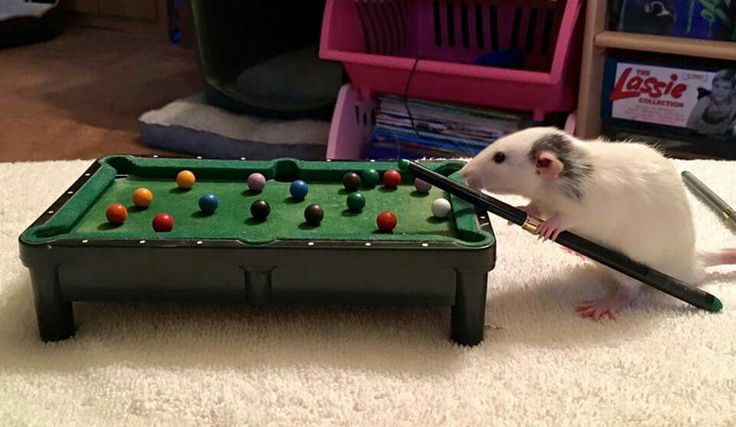 Rat tweet media
