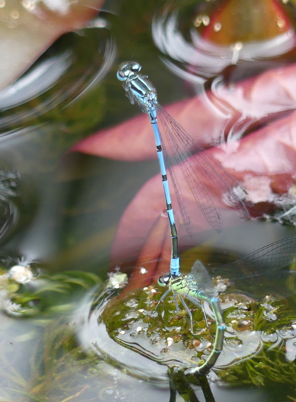 hoggestateserv2's tweet photo. Azure Damselflies laying eggs in the wildlife pond today .
Not without some jeopardy ! https://t.co/Squ2GbE2XQ