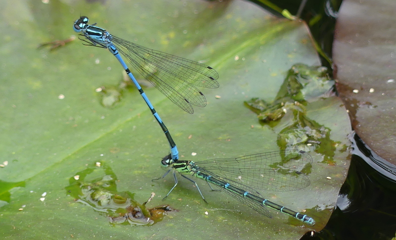 hoggestateserv2's tweet photo. Azure Damselflies laying eggs in the wildlife pond today .
Not without some jeopardy ! https://t.co/Squ2GbE2XQ