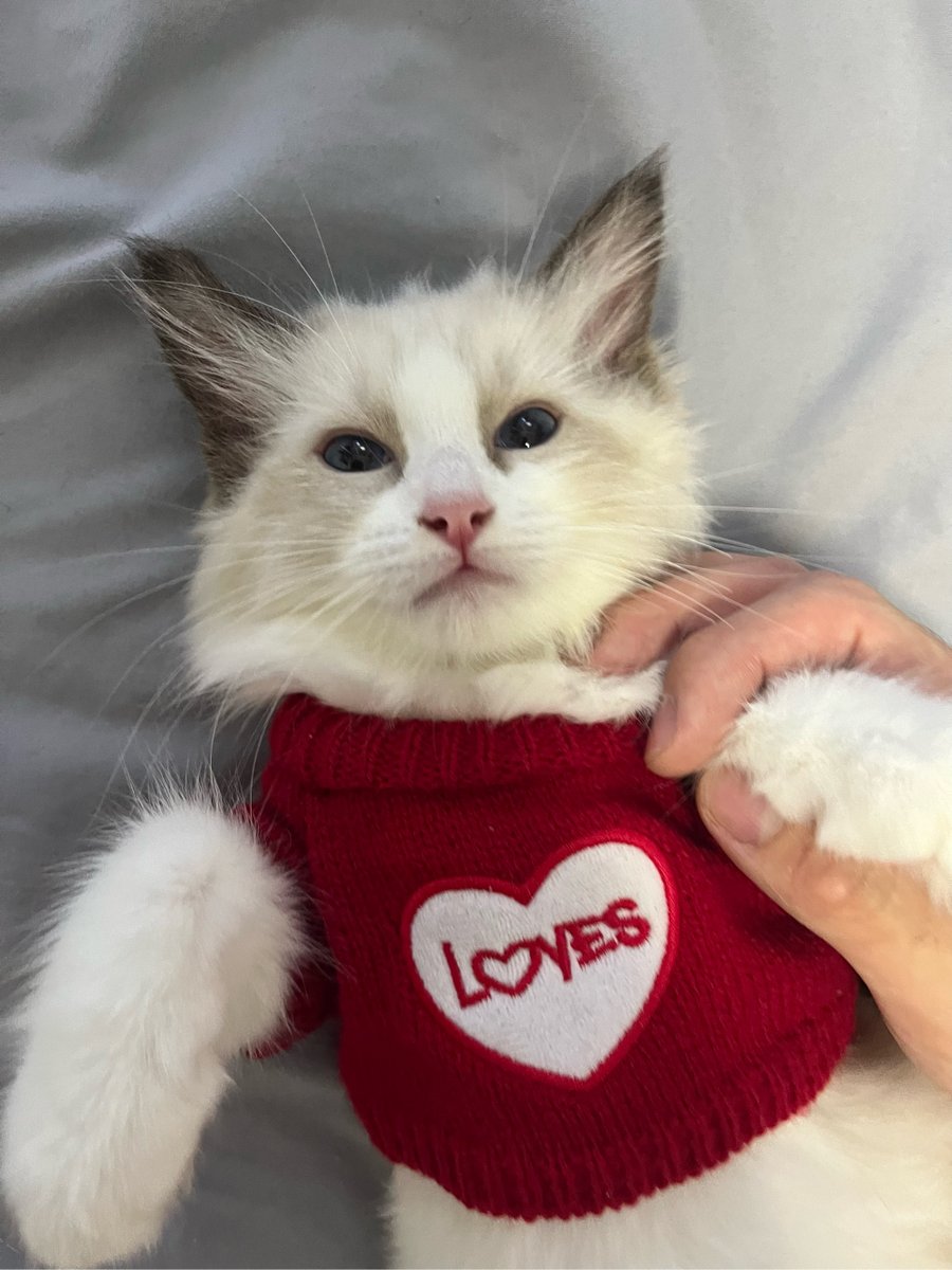 AndyPosh's tweet photo. [My little fur baby hit 6 months old today! From a tiny purr machine to a zooming little chaos gremlin who steals socks — every messy, perfect moment with him is my favorite.  #PetGrowth #CatLife]， https://t.co/MQxPxQYfsi
