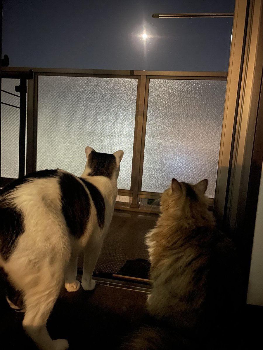 fukipian's tweet photo. 今日のお月さまはブルームーンだって🌕 https://t.co/fZXiI3xTVQ