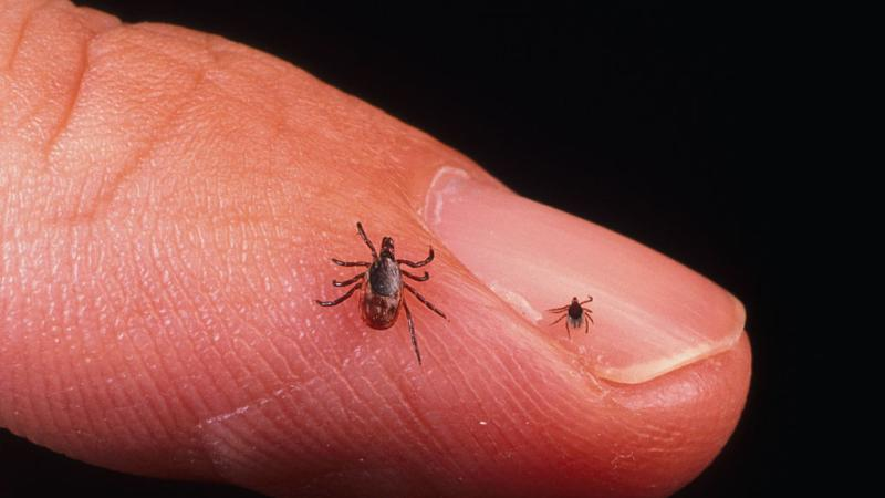 OwenGregorian's tweet photo. HHS Unveils Sweeping Plan to Combat Lyme Disease and Advance Treatment | HHS

U.S. Health and Human Services (HHS) Secretary Robert F. Kennedy, Jr. today announced a series of major initiatives to strengthen the nation’s response to Lyme disease and other tick-borne illnesses. HHS actions include a multi-million-dollar pilot program focused on tick control, up to $2.5 million in innovation challenges, funding for NIH researchers to combat Alpha-gal syndrome, and a public-private collaboration to help patients connect with experienced providers.

Secretary Kennedy delivered these announcements during a press conference in New Hampshire — one of the states hardest hit by Lyme disease — after convening a roundtable with state lawmakers and Lyme disease advocates as part of his “Take Back Your Health” tour.

“Millions of Americans battling Lyme disease and other tick-borne illnesses have spent years searching for answers, treatment, and support,” said Secretary Kennedy. “Today, the Trump Administration is launching one of the most ambitious federal efforts ever to combat Lyme disease by accelerating research, expanding innovation, and improving care for patients and families. We are going after this disease at its source, driving faster diagnostics and new prevention strategies, and delivering the urgency and action Americans deserve.”

Lyme disease remains one of the nation’s fastest-growing vector-borne health threats. More than 476,000 Americans are diagnosed with Lyme disease each year, and recent data show emergency room visits for tick bites reached their highest springtime level in nearly a decade.

As part of the Department’s broader strategy to address tick-borne diseases, HHS announced a new multi-million-dollar pilot program led by the Centers for Disease Control and Prevention (CDC) and HHS in collaboration with leading tick-control researchers. The initiative will develop and deploy practical strategies to target and eliminate ticks on wildlife before they can spread disease to humans.

The effort will begin with researchers at the New England Center of Excellence in Vector-Borne Diseases and will build on existing community collaboration, including collaboration with the Indian Health Service (IHS) and the Wampanoag Tribe in Massachusetts. By reducing tick populations and disrupting breeding cycles, the initiative aims to slow disease transmission and protect more Americans from infection.

The Department also reaffirmed its goal of reducing Lyme disease cases by 25 percent by 2035 compared to 2022 levels.

HHS continues to support robust research into Lyme disease and other tick-borne illnesses. The National Institutes of Health currently invests nearly $50 million annually in Lyme disease research and approximately $122 million annually in broader tick-borne disease research, including efforts focused on prevention, diagnostics, and treatment.

HHS also announced new actions to combat Alpha-gal syndrome, a tick-associated condition that can trigger potentially serious allergic reactions to red meat and other mammalian products. According to CDC estimates, nearly 500,000 Americans are living with Alpha-gal syndrome, though emerging evidence suggests the true number may be significantly higher.

Through ongoing discussions with private-sector innovators, NIH has preliminarily identified promising products that may help protect individuals from developing Alpha-gal syndrome following a tick bite. Under the anticipated collaboration, participating companies would provide candidate products while NIH would support and fund the clinical research needed to evaluate their effectiveness. HHS expects to provide additional details on the initiative in the coming months as part of its broader effort to accelerate innovation and improve outcomes for Americans affected by tick-borne illnesses.

HHS also announced three new LymeX innovation challenges, offering up to $2.5 million in total prize funding to accelerate breakthroughs in public awareness, treatment, and patient care.

The new challenges include:

- LymeX Visible Voices Prize, offering up to $250,000 to support educational tools and public awareness campaigns developed with input from patients, clinicians, and advocates.

- LymeX Healthathon Innovation Sprint, offering up to $250,000 to identify promising frontline solutions, including novel uses of existing medicines and drug repurposing strategies.

- TOPx HHS Tech Sprint for AI and Invisible Illness, offering up to $2 million — including a $1 million grand prize to harness artificial intelligence and open data to help patients with Lyme disease and other invisible illnesses receive answers and access care more quickly.

These initiatives build on the success of the LymeX Innovation Accelerator, the public-private collaboration between HHS and the Steven & Alexandra Cohen Foundation that was originally launched during President Trump’s first term.

Through LymeX, HHS recently launched a $10 million Diagnostics Prize aimed at accelerating the development of faster, more accurate next-generation Lyme disease tests. Over the past two years, two improved FDA-cleared Lyme disease diagnostics have reached the market through the LymeX innovation ecosystem.

In addition, HHS announced a new public-private collaboration with the International Lyme and Associated Diseases Society (ILADS). Through https://t.co/IuxVWEItHa, patients will be able to access ILADS’ clinician locator tool, helping connect individuals and families with experienced providers and educational resources related to Lyme disease and associated chronic conditions.

Secretary Kennedy also reiterated his support for reauthorization of the bipartisan Kay-Hagan Tick Act, which established the nation’s first coordinated federal strategy for preventing and controlling vector-borne diseases.

The legislation was signed into law by President Trump in 2019 and recently advanced unanimously through the House Energy and Commerce Committee.

HHS’ Lyme disease initiatives reflect the Trump administration’s ongoing commitment to improving prevention, accelerating research, fostering innovation while ensuring patients receive timely and effective care.

Read more:

https://t.co/ROZYGGd5oE