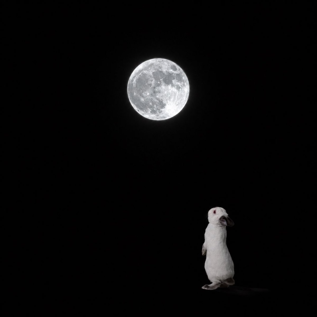83mitsu_mitsu's tweet photo. 今日はマイクロブルームーン🌕だからみんな月をアップしてますね(^^)

ウチも月をアップしますかねー

ちょうど良いぼーちゃんの写真があったので合成してみました。
#満月 #ブルームーン #うさぎ #みつぼし #ヒマラヤン https://t.co/Z9f4q2OG6G