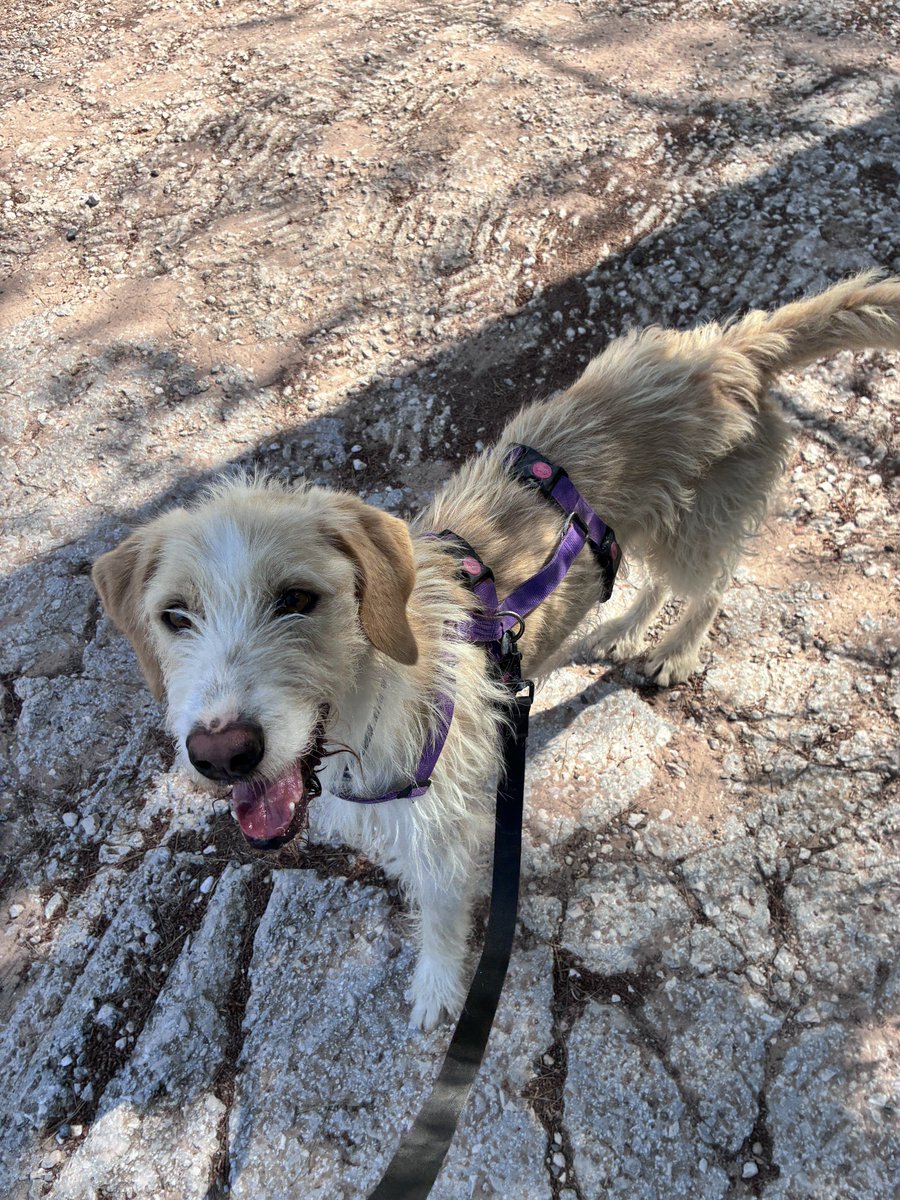 Neireth_'s tweet photo. Mientras lees esto, hay animales esperando desde hace años a que alguien los elija. Algunos solo quieren un paseo, una caricia o dormir tranquilos sabiendo que, por fin, están en casa.

No compres una raza. Adopta. Salva vidas. https://t.co/Q18kOmp1xD
