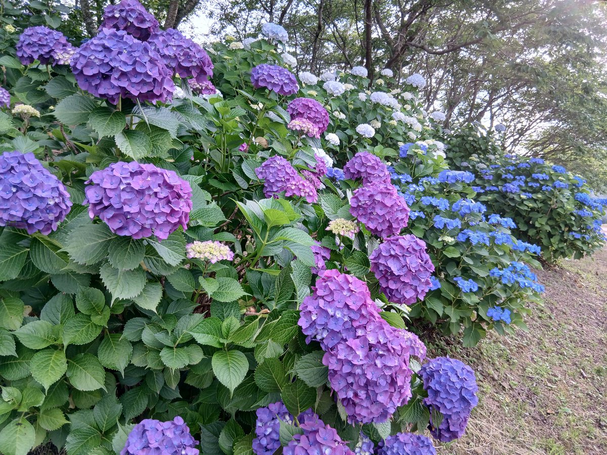 Mywill911's tweet photo. 5.29　「宮谷墓地🅿️」のアジサイが見頃🎵
南隣の本家「六條八幡宮」より1足早く、駐車場斜面のアジサイがほぼ満開✨️
ここ全然名所でないが、木が新しく花の色が冴えてる🤚
雨の日に撮影した方が、梅雨時の花として引き立つ☂️
春は、桜🌸の並木がきれい‼️
#写真好きな人と繋がりたい
#キリトリセカイ https://t.co/bQXr9xE3eJ