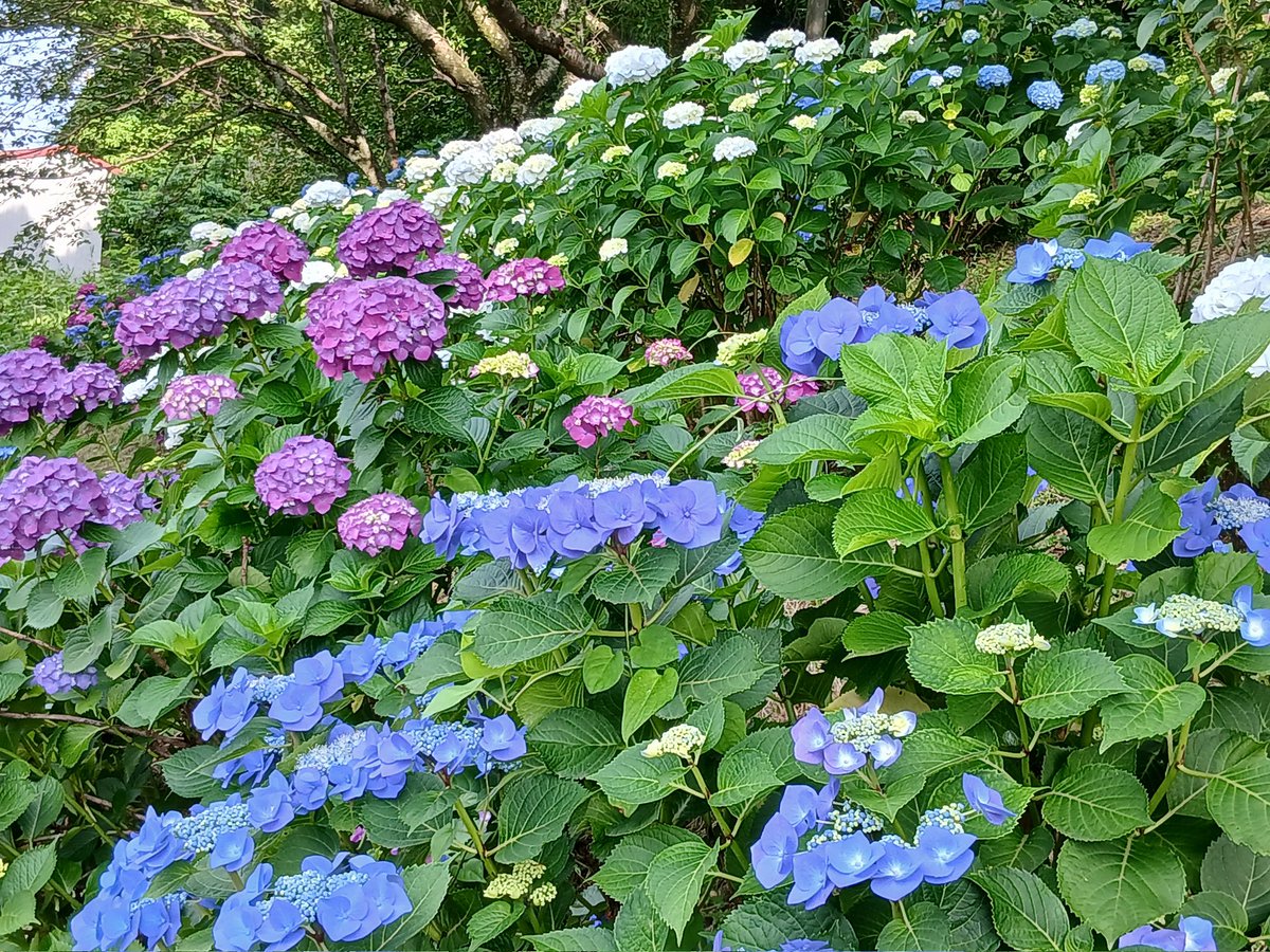 Mywill911's tweet photo. 5.29　「宮谷墓地🅿️」のアジサイが見頃🎵
南隣の本家「六條八幡宮」より1足早く、駐車場斜面のアジサイがほぼ満開✨️
ここ全然名所でないが、木が新しく花の色が冴えてる🤚
雨の日に撮影した方が、梅雨時の花として引き立つ☂️
春は、桜🌸の並木がきれい‼️
#写真好きな人と繋がりたい
#キリトリセカイ https://t.co/bQXr9xE3eJ