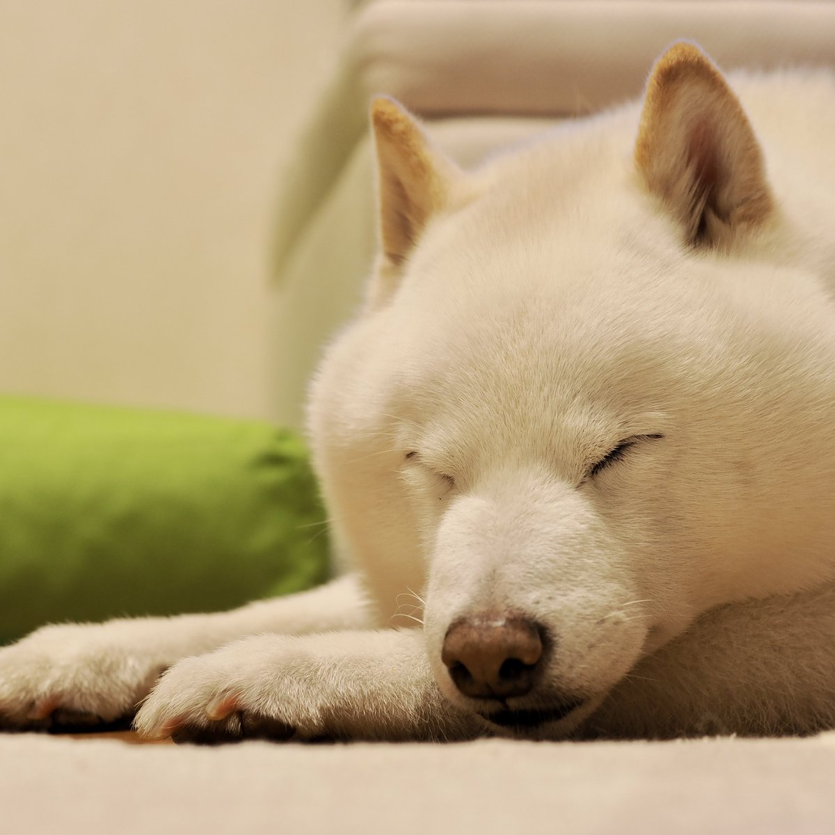 Latte_Shibainu's tweet photo. お水飲んでおやすみちゃん💤 https://t.co/0Ro5rsDg7g