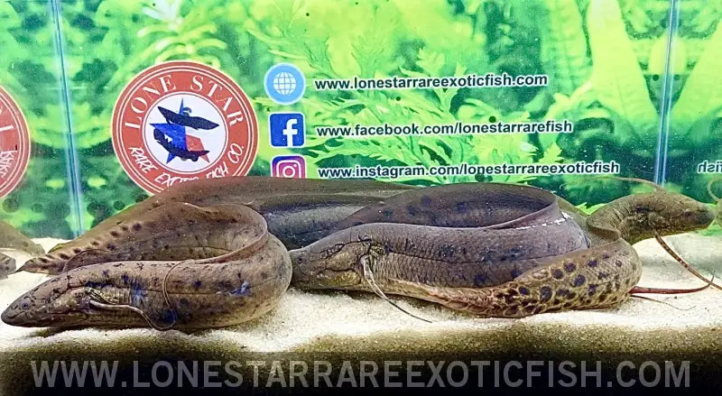LS_RareFish's tweet photo. The West African Lungfish is an intriguing survivor, capable of breathing air and surviving during droughts by burying itself in the mud. Discover more: https://t.co/Z856uLfLhg #WestAfricanLungfish #monsterfish #aquariumfish #exoticfish #fishhobby #fishkeeping https://t.co/S3mL9urGgn