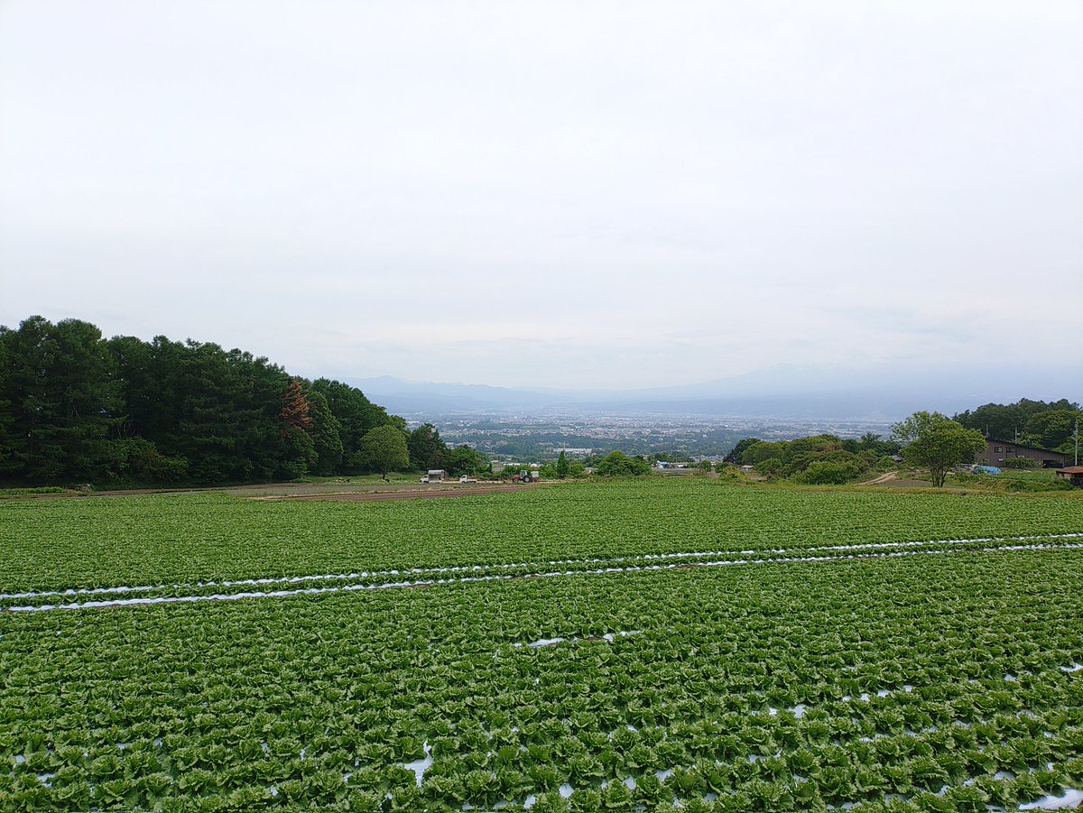 morideasobu's tweet photo. 分譲地に種を1列に撒きました。あ、発芽前に草刈りしなければ！ https://t.co/Cox0olH1x3
