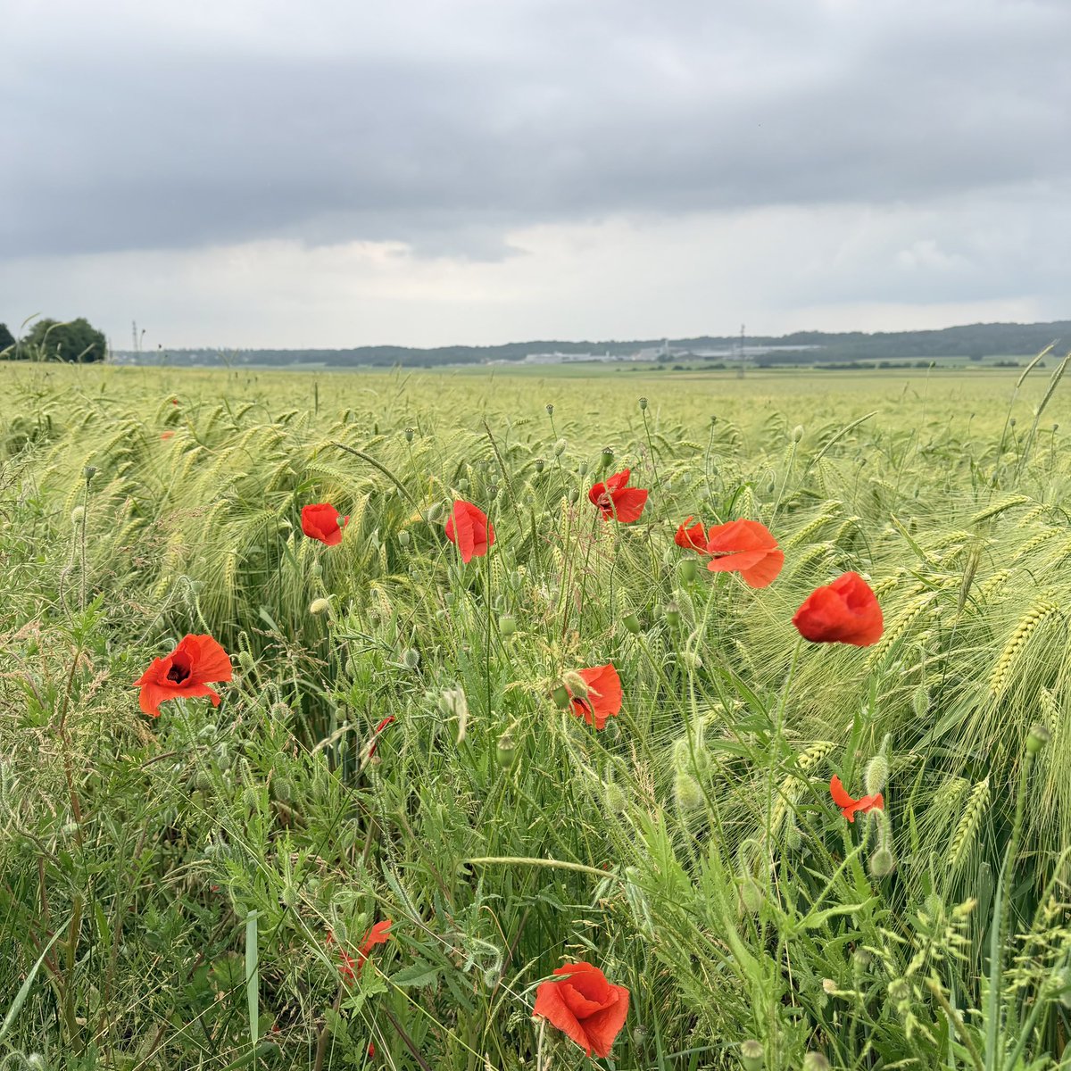 ValletJerome25's tweet photo. Bouquet de coquelicots #coquelicots #blé #culture #nature #fleurs https://t.co/5KRvxWn6I2
