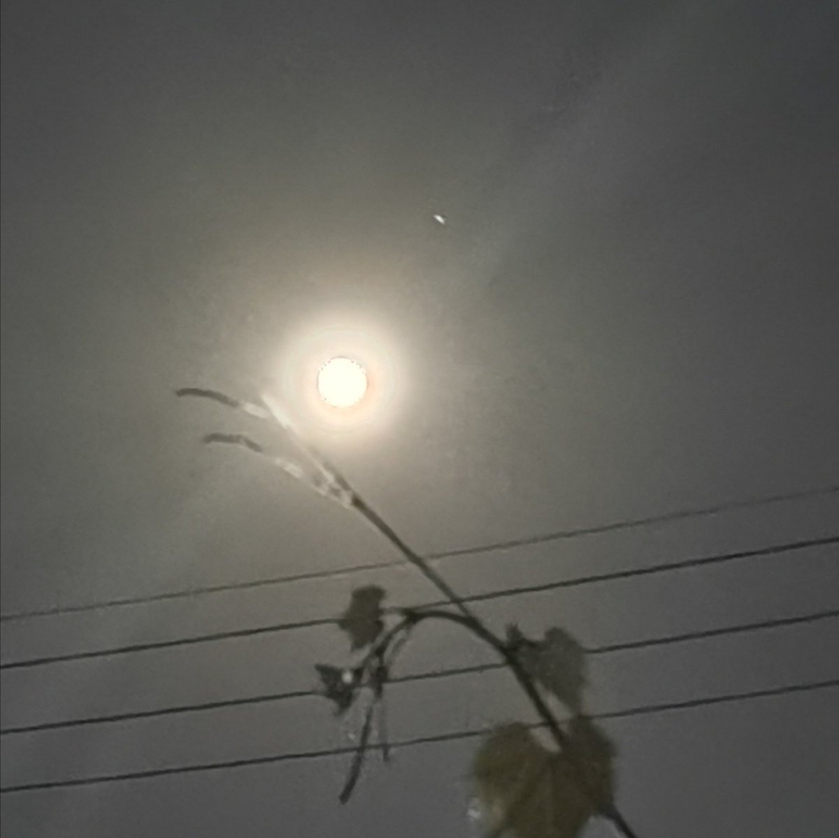 Dragonfly_ymd's tweet photo. #BluMoon
#ブルー・ムーン
今日はブルー・ムーンなんだって…
月に願いを…
庭の葡萄の枝越し…
お願い…
フジクラ…
残ってる人の為に一瞬でも半値戻し…
してあげて…
それに…
2日ぐらい前…
拾われてた様な気がするんだよね…
ぼそっ… https://t.co/spdDVk1FV1