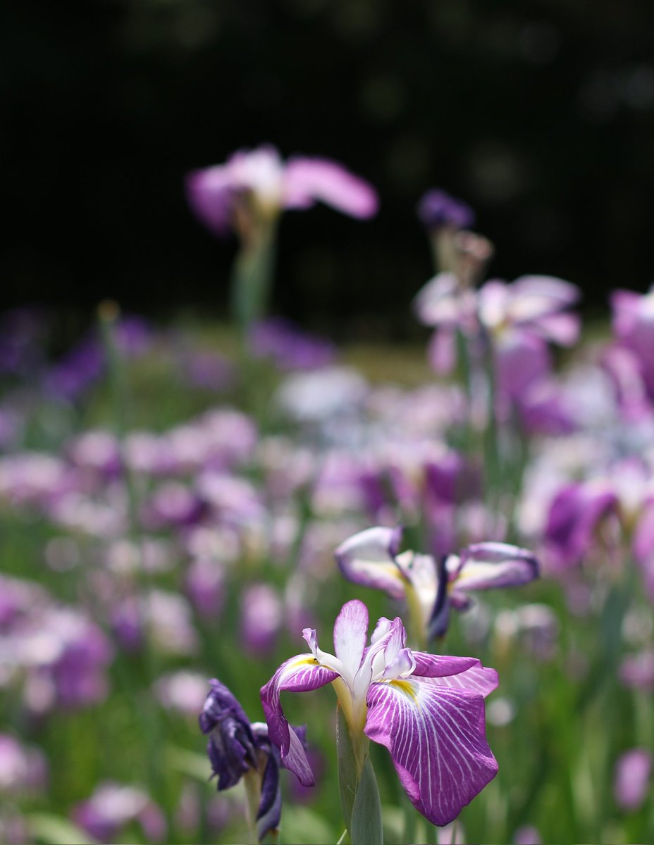miitsu326's tweet photo. 季節の花めぐり🌷
花菖蒲を見てきた👀
花菖蒲まつりなので花菖蒲だと思います🤭アヤメとかカキツバタとか花菖蒲の違いがいつもわからん🤣💦💦 https://t.co/VlH0122x6i