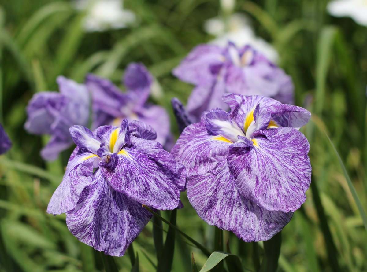 miitsu326's tweet photo. 季節の花めぐり🌷
花菖蒲を見てきた👀
花菖蒲まつりなので花菖蒲だと思います🤭アヤメとかカキツバタとか花菖蒲の違いがいつもわからん🤣💦💦 https://t.co/VlH0122x6i