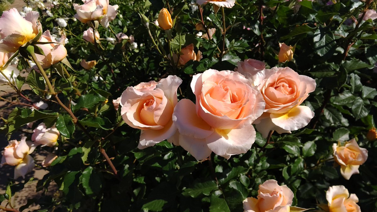 flatodekake's tweet photo. 中野市 一本木公園のバラ

満開of満開という感じに美しいバラがたくさん咲いていました。
眼福ってこのことよね…
家にも植えたいけど、お手入れ大変そうな美しい貴婦人達でした。
バラの町 一本木でしょうか。
本当に素晴らしい。

#バラ
#長野県
#一本木公園 https://t.co/I0fgMScS5q