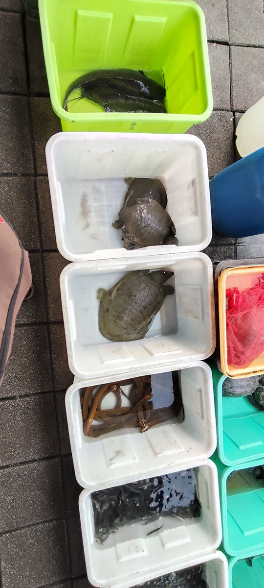 vivelamort's tweet photo. 高雄の観光名所って事で、蓮池潭とか面白い作りの団地も見てきました。池の北側に市場が出来てて、見てるだけで楽しかったです。寺院とかも日本のとは全然違って、ド派手で面白かったです。 https://t.co/9zBZz5J5F3