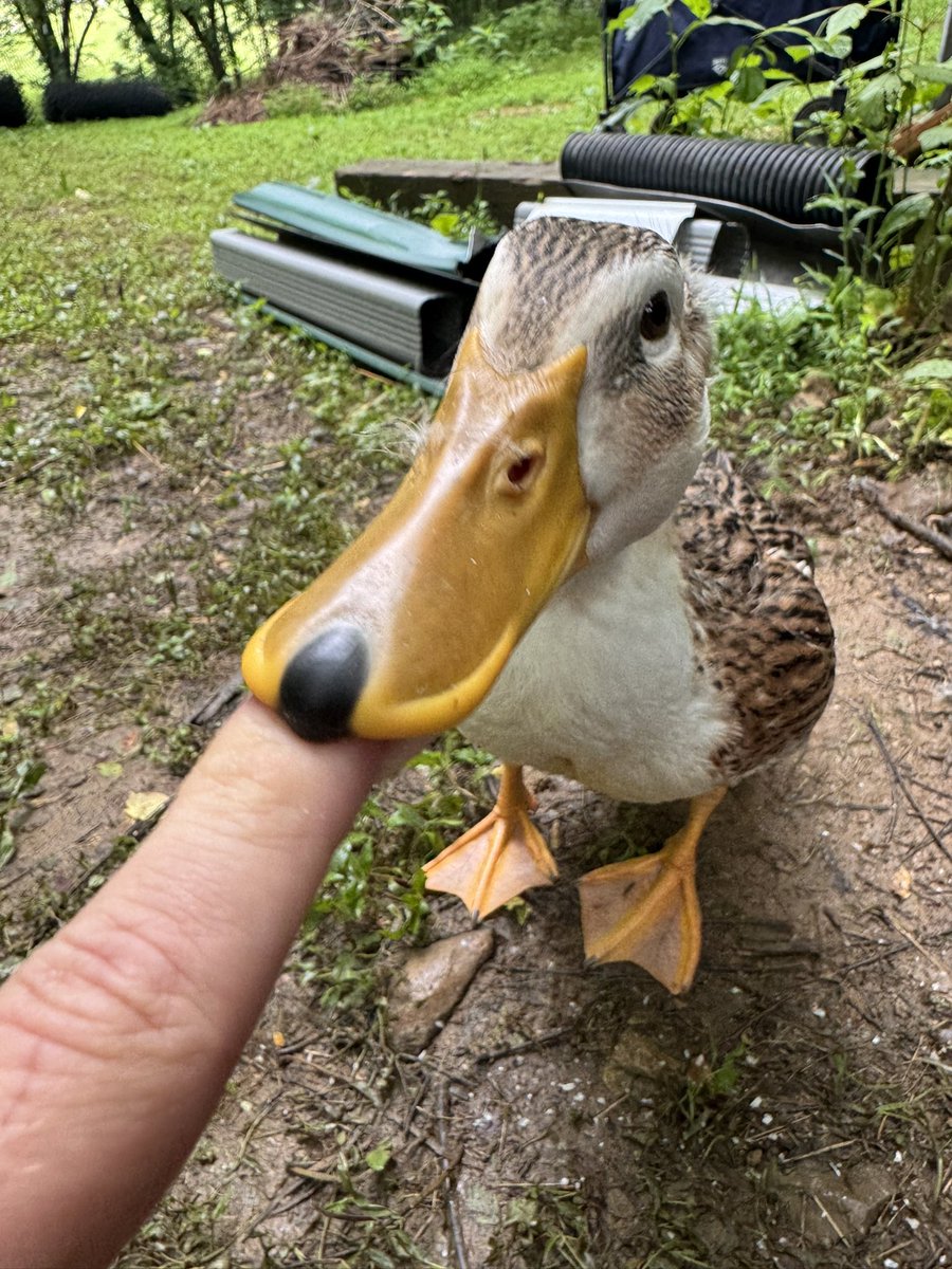 Duck tweet media