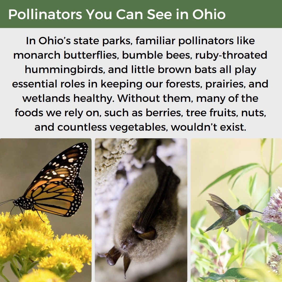 OHStateParks's tweet photo. June is National Pollinator Month &amp; Ohio’s bees, butterflies, birds, &amp; bats are already hard at work keeping our parks — and our food systems — thriving.

Explore how small actions like planting natives &amp; protecting habitat help these tiny travelers stay fueled across the state. https://t.co/PSch3UaWf2