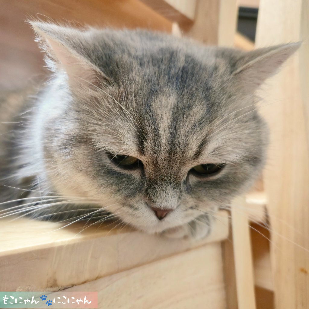にこにゃん ˆ꜆ . .ˆ)꜆
