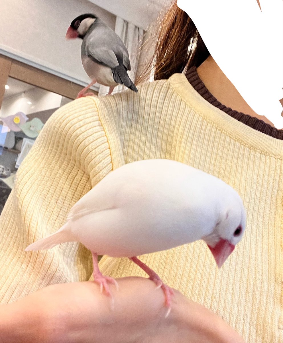 Braid_Brave's tweet photo. たぴぬいちゃん、まんまるすぎて本当にかわいい 　文鳥くらい可愛い
文鳥まみれのワイを添えて https://t.co/NGSCQxityN