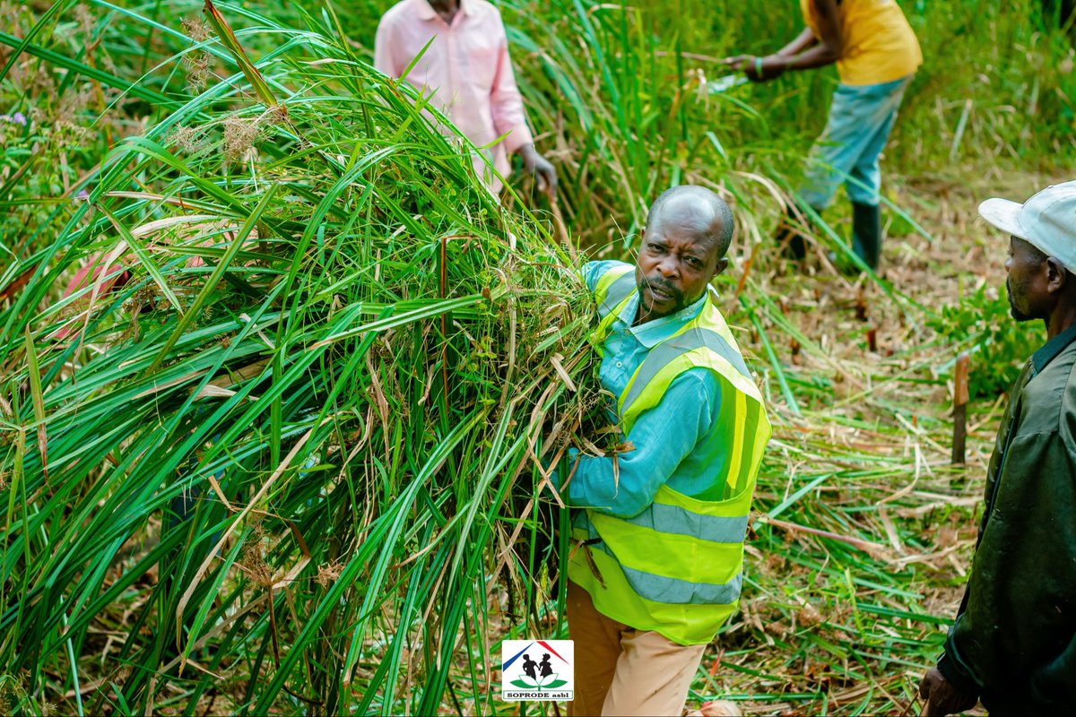 ASBL_SOPRODE's tweet photo. Objectif : produire des plantules pour la lutte antiérosive, l’#agroécologie, l’#agroforesterie et la restauration des terres.

🙏 Projet soutenu par @GGF sur recommandation de Pesticide Action Network International.

@G20GLI_ 
@crowdfundingicp 
@PAN_AFRIQUE 
@UNEP 
@UNCCDcso https://t.co/hfOFvUvwnA