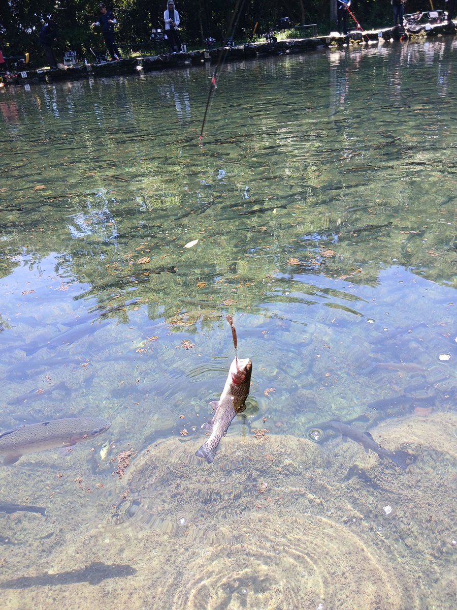 say3373's tweet photo. サンク第3　8時～16時半　57マス

今日はみんなとサンク！
朝からスプーンの反応が渋くクランクやボトムへ移行～

ミノーもポツポツ使い、合間にスプーンを使いながら楽しめました！

先週と違い少し暑かったですが魚がしっかり見えてクリアなサンクを楽しめました！

帰りは焼鳥食べてバイバイ～ https://t.co/nlLEWEsuA2
