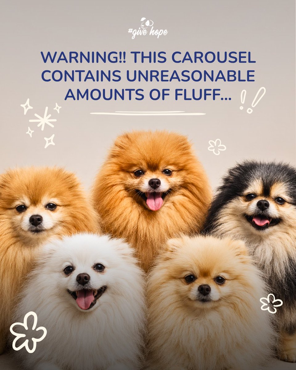 ROLDAOrg's tweet photo. Warning: this carousel contains unreasonable amounts of fluff…💖🐶

Right now, we have so many wonderful small dogs looking for homes, from playful younger pups ready for adventure to sweet seniors dreaming of a warm lap to curl up on.

Each one has their own personality, quirks, and story, but they all have one thing in common: they are looking for someone to love them completely.

If you’ve been thinking about adding a tiny best friend to your family, one of these little Pomeranians might just be your perfect match ❤️‍🩹

📍 Adoptions are available in the UK and Sweden. If you are not able to adopt, all of our dogs also welcome sponsors from all over the world 🌍

Take a look at all of our beautiful dogs waiting for their forever homes: https://t.co/Sp92ND5I0t 🐶

#adoptapom #rescuepomps#pomeranian #dogadoption #givehopewithROLDA