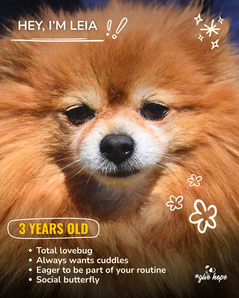 ROLDAOrg's tweet photo. Warning: this carousel contains unreasonable amounts of fluff…💖🐶

Right now, we have so many wonderful small dogs looking for homes, from playful younger pups ready for adventure to sweet seniors dreaming of a warm lap to curl up on.

Each one has their own personality, quirks, and story, but they all have one thing in common: they are looking for someone to love them completely.

If you’ve been thinking about adding a tiny best friend to your family, one of these little Pomeranians might just be your perfect match ❤️‍🩹

📍 Adoptions are available in the UK and Sweden. If you are not able to adopt, all of our dogs also welcome sponsors from all over the world 🌍

Take a look at all of our beautiful dogs waiting for their forever homes: https://t.co/Sp92ND5I0t 🐶

#adoptapom #rescuepomps#pomeranian #dogadoption #givehopewithROLDA