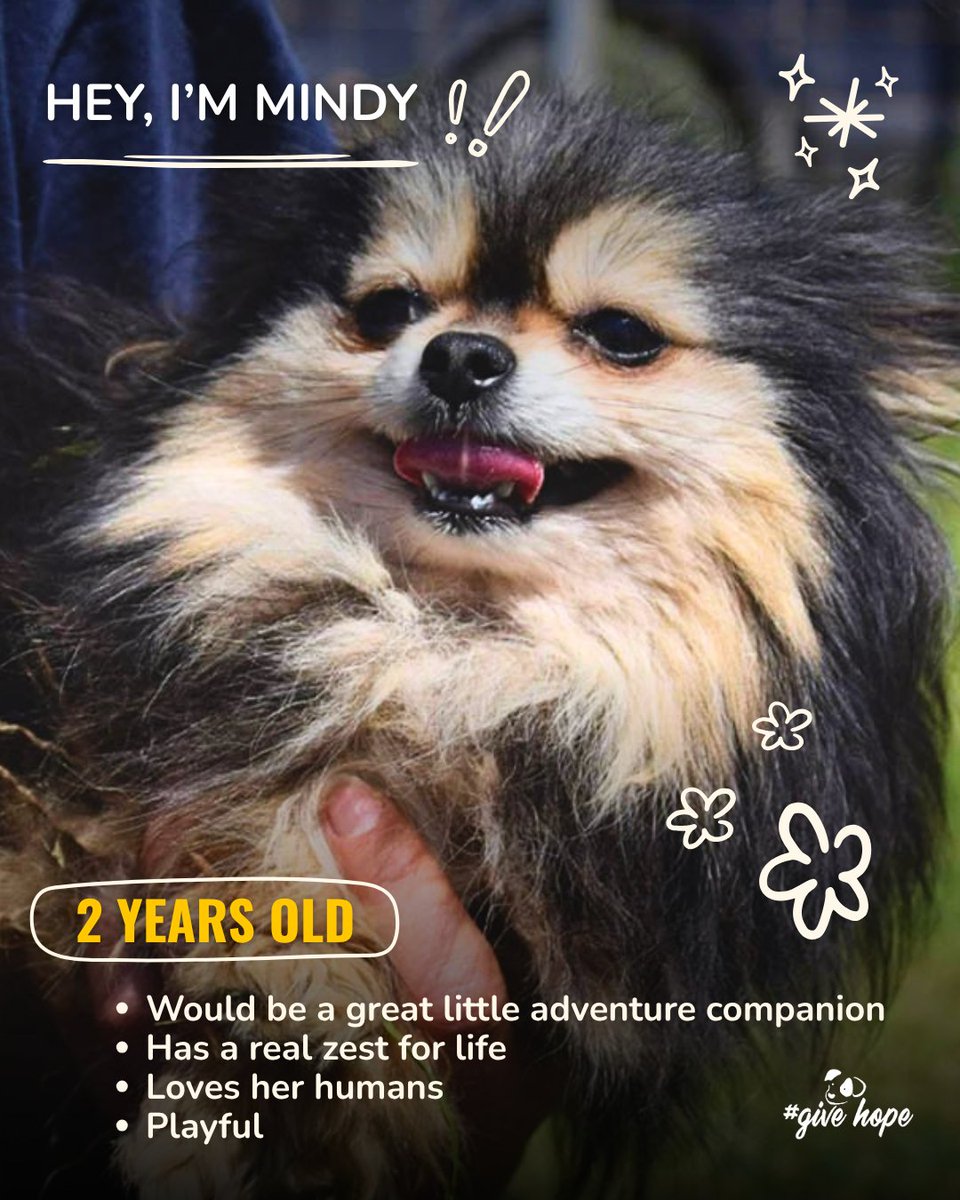 ROLDAOrg's tweet photo. Warning: this carousel contains unreasonable amounts of fluff…💖🐶

Right now, we have so many wonderful small dogs looking for homes, from playful younger pups ready for adventure to sweet seniors dreaming of a warm lap to curl up on.

Each one has their own personality, quirks, and story, but they all have one thing in common: they are looking for someone to love them completely.

If you’ve been thinking about adding a tiny best friend to your family, one of these little Pomeranians might just be your perfect match ❤️‍🩹

📍 Adoptions are available in the UK and Sweden. If you are not able to adopt, all of our dogs also welcome sponsors from all over the world 🌍

Take a look at all of our beautiful dogs waiting for their forever homes: https://t.co/Sp92ND5I0t 🐶

#adoptapom #rescuepomps#pomeranian #dogadoption #givehopewithROLDA