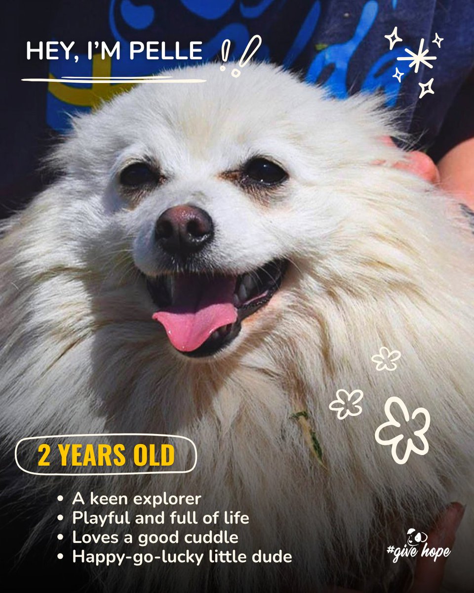 ROLDAOrg's tweet photo. Warning: this carousel contains unreasonable amounts of fluff…💖🐶

Right now, we have so many wonderful small dogs looking for homes, from playful younger pups ready for adventure to sweet seniors dreaming of a warm lap to curl up on.

Each one has their own personality, quirks, and story, but they all have one thing in common: they are looking for someone to love them completely.

If you’ve been thinking about adding a tiny best friend to your family, one of these little Pomeranians might just be your perfect match ❤️‍🩹

📍 Adoptions are available in the UK and Sweden. If you are not able to adopt, all of our dogs also welcome sponsors from all over the world 🌍

Take a look at all of our beautiful dogs waiting for their forever homes: https://t.co/Sp92ND5I0t 🐶

#adoptapom #rescuepomps#pomeranian #dogadoption #givehopewithROLDA