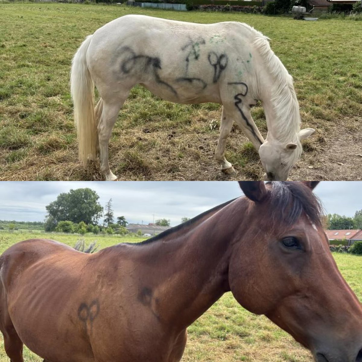LBleuBlancRouge's tweet photo. IMMONDE ! 😤

Samedi 30 mai 2026, dans la commune de Wallers près de Valenciennes, deux chevaux appartenant à des propriétaires différents ont été tagués (aspergés de peinture en spray) dans leur pâture :

•  Isis, une jument de 6 ans.
•  Social, un hongre de 6 ans.

Les faits se sont produits entre 19 h et 20 h. Les propriétaires ont découvert les animaux le soir même. Les tags ont nécessité plusieurs personnes pour maintenir les chevaux, car le bruit du spray les aurait normalement fait fuir. Les propriétaires s’inquiètent notamment de la toxicité de la peinture sur la peau et le pelage des animaux ; ils tentent de les nettoyer.
 
Le même jour, un troisième cheval a été retrouvé grièvement blessé à Bellaing, à environ 2 km de là. Il était tombé dans un fossé, avec des plaies ouvertes. Les barbelés de la pâture avaient été coupés, ce qui aurait pu l’effrayer et provoquer sa chute. Il a passé la nuit dehors, a été secouru par les pompiers, un vétérinaire et une grue, puis transporté en urgence dans une clinique à Gand pour une opération. Son pronostic reste réservé : il pourrait garder des séquelles ou un handicap. 

L’incident a provoqué une vive émotion locale. Dimanche matin, de nombreux promeneurs et vététistes se sont arrêtés devant la pâture, exprimant leur indignation (« C’est vraiment dégueulasse », « une honte », « choquant »)

🗞️ @lavoixdunord