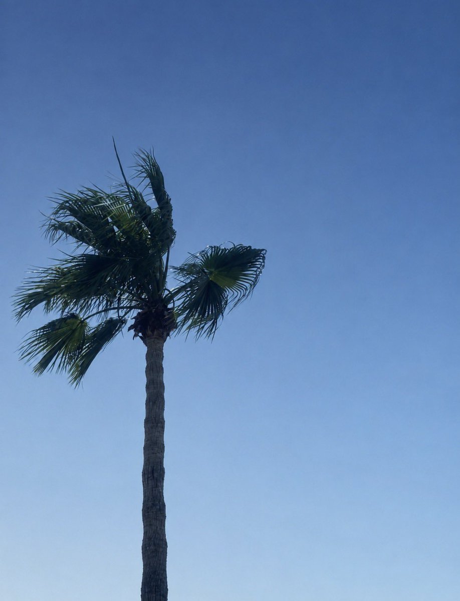 AiiASAUD's tweet photo. //Calm energy is attractive 🌊🍋🌴 https://t.co/FiOY2jgSjL