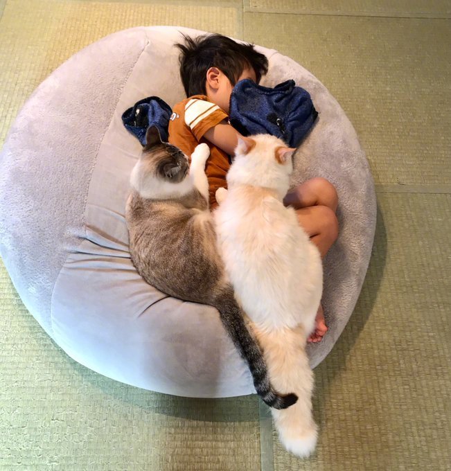 Fazeenn's tweet photo. Cozy Sunday in: baking cookies with my cat curled up on the couch, warm tea in hand—slow days hit different. https://t.co/kapEPIoMxn