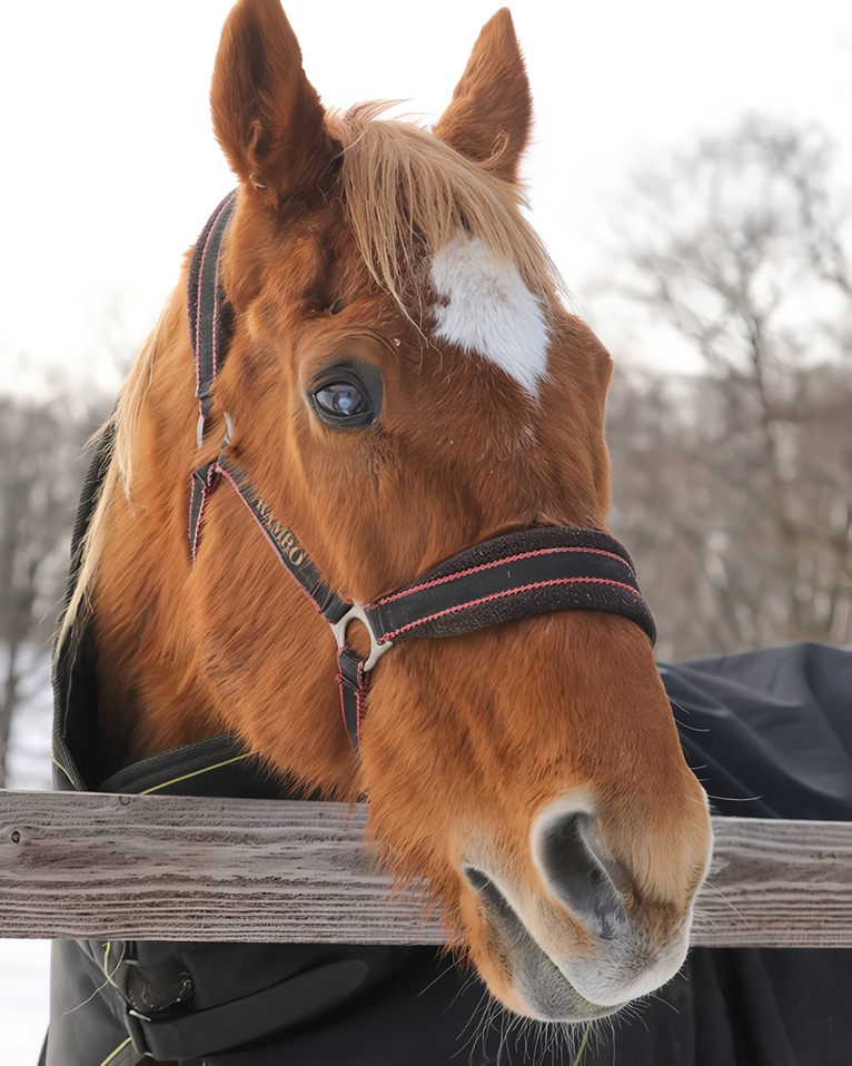 DailyTaikis's tweet photo. 🌻 Taiki Shuttle Fact! 
In 1998, Taiki Shuttle was named "Japanese Champion Older Male Horse" and "Japanese Horse of the Year". He was also added to the Japan Racing Association Hall of Fame the next year! 
#umamusume #taikishuttle #タイキシャトル #ウマ娘 #umatwt https://t.co/Q0FUsmvYtz