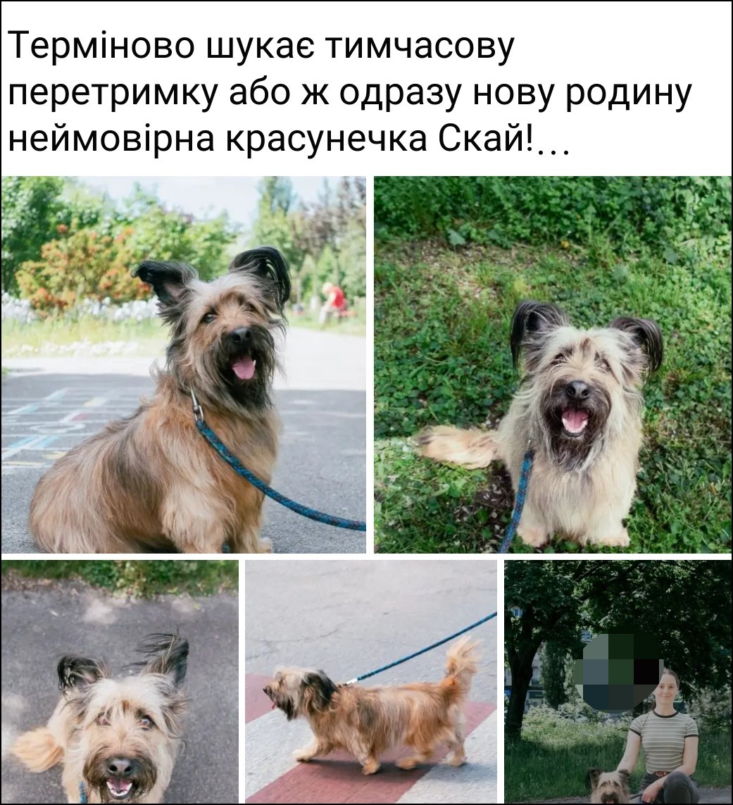 Bylbyleva's tweet photo. шукає нову родину неймовірна красунечка Скай!

Скай нещодавно дід привіз до Києва та намагався скинути під електричку. Перехожі не дали  цього зробити, відбили собаку 

фенотип скай-тер'єра, або метис 
~2роки,стерилізована, вакцинована, оброблена.14 кг.
068 867 48 83 Київ https://t.co/XklkNcEG1w
