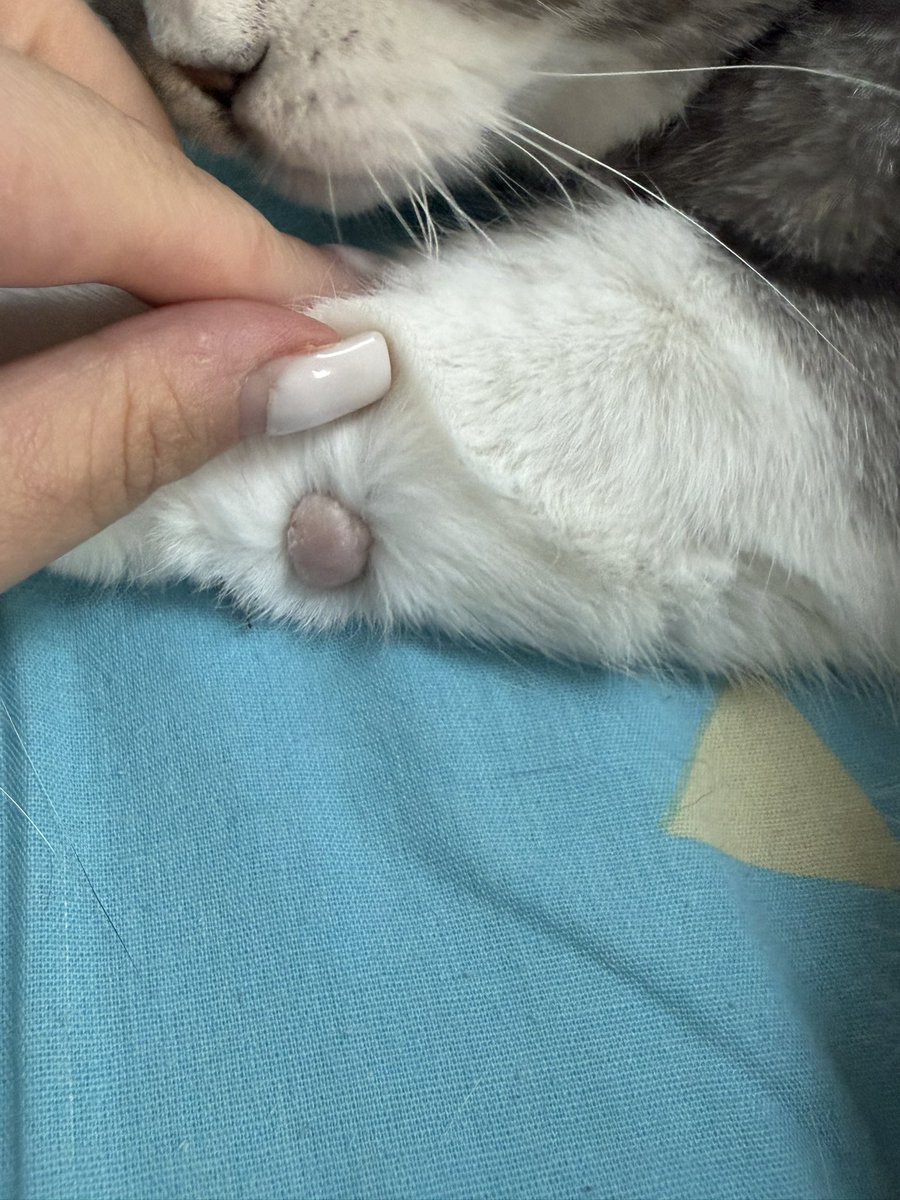котяпёсья феечка tweet media