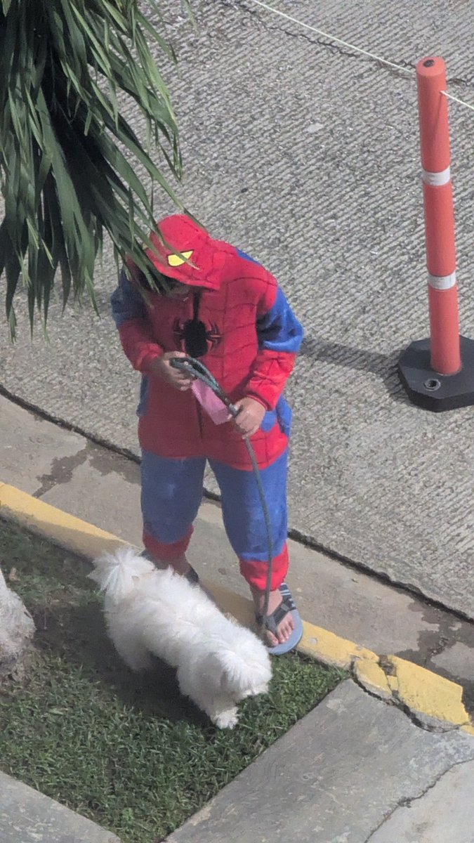 Xiat's tweet photo. Spiderman 🕷️🕸️ took his dog for a walk 🐕☺️👀 https://t.co/hInExdWA9n