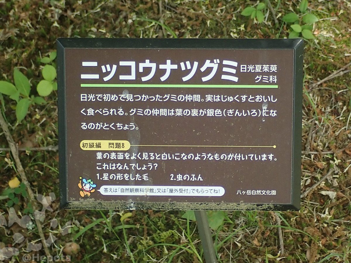Hepota's tweet photo. ツクバグミで良いのだろうか? 萼筒の内側に星状毛が無さそうなんだけど🤔 https://t.co/jMBw6DiKCJ