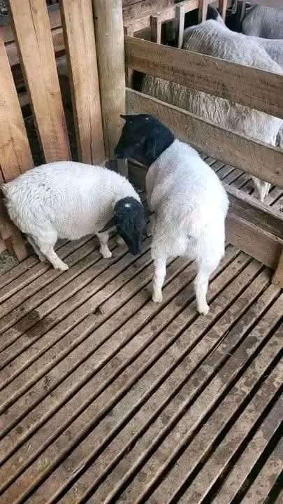 bungomaduke's tweet photo. Hawa ni Dorper sheep ama hapana? Seen someone selling them. Anasema moja Ksh 4500. https://t.co/wgLY36233n