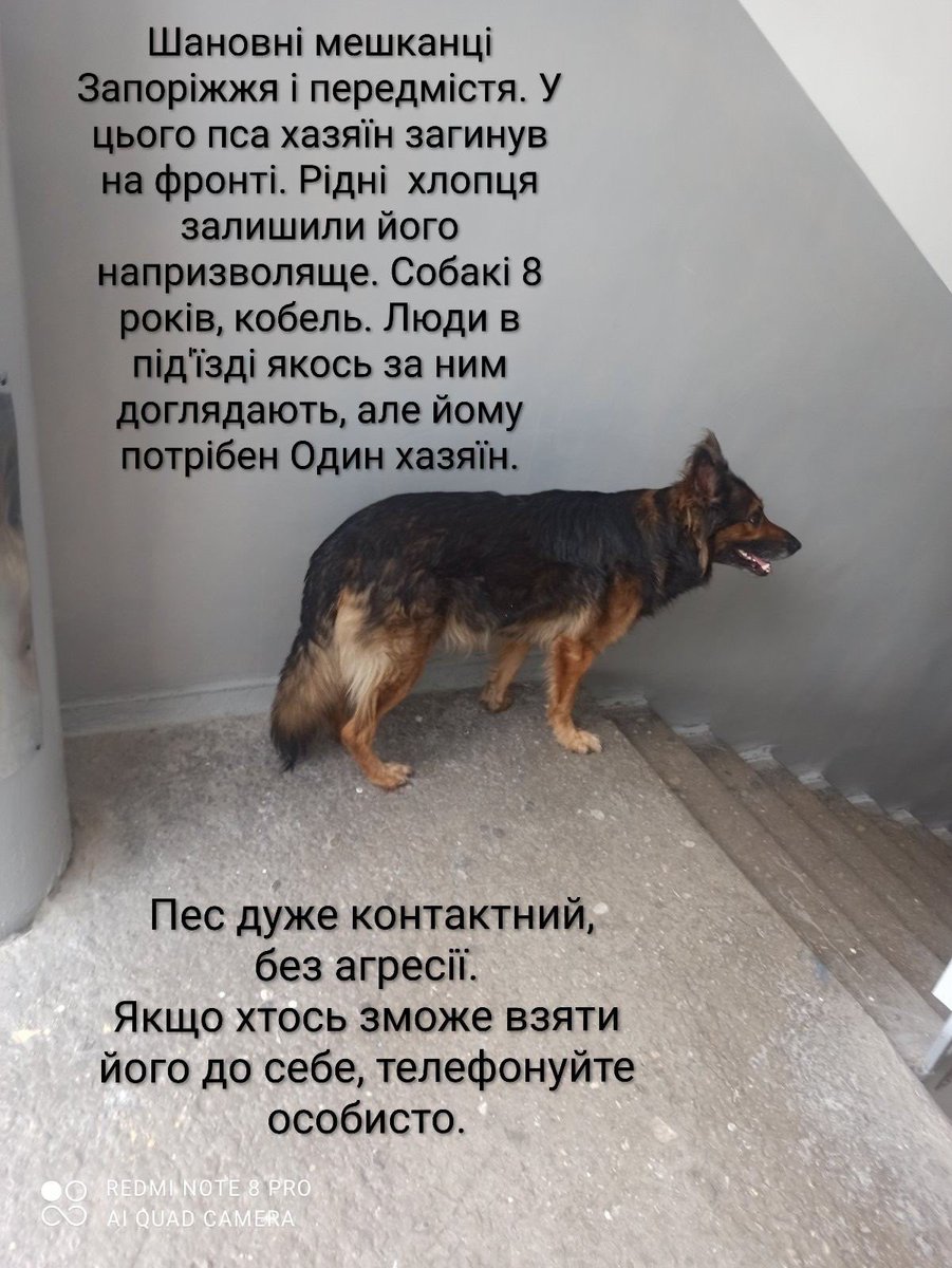 FayneZP's tweet photo. Хтось із сусідів поки забрав до себе та зробив таке «оголошення»

Може хтось забажає собі взяти собаку 🐶 🐾 https://t.co/faYc8Ttvfd